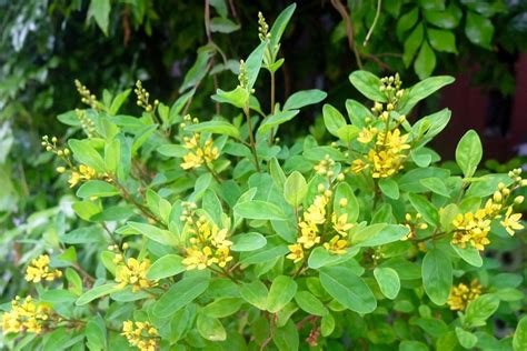 chinese perfume plant care|chinese perfume tree facts.